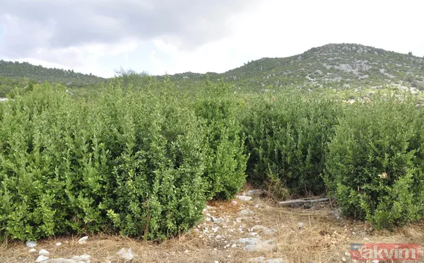 Türkiye'nin en kalitelisi! 5 milyon lira gelir elde edilen defne alanı orman yangınlarında yok oldu - 9