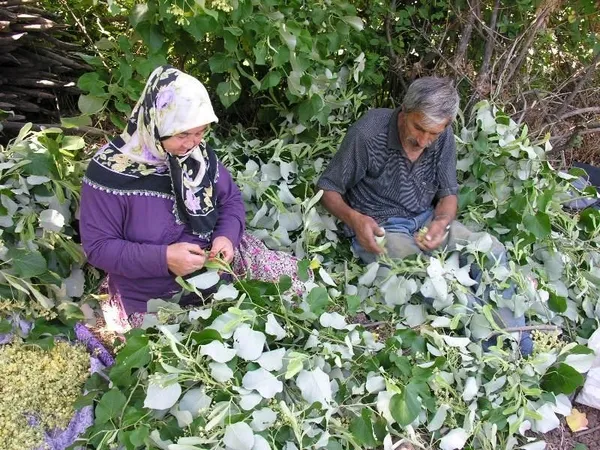 Son dakika: Girişim dünyası parayı oraya yatırdı! O bitkilerden adeta servet kazanıyorlar: İşte son yılların önemli üretim alanları-12