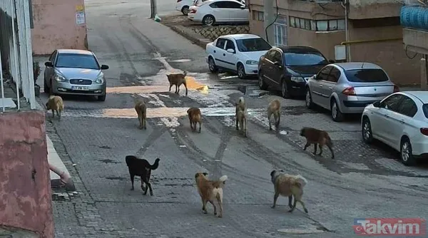 Başıboş sokak köpeği sorununa tarihsel bakış! Atatürk dönemindeki Resmi Gazete'de 'umumi mücade' vurgusu - 12