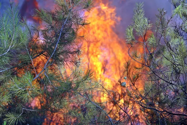 son-dakika-marmariste-yangin-alevler-nasil-basladi-10-yaslarindaki-iki-cocugun-ifadesi-alindi-kitap-yakiyorduk-alev-cogaldi-1627633371582.jpg SON DAKİKA: Marmaris'te yangın! Alevler nasıl başladı? 10 yaşlarındaki iki çocuğun ifadesi alındı: Kitap yakıyorduk alev çoğaldı-10