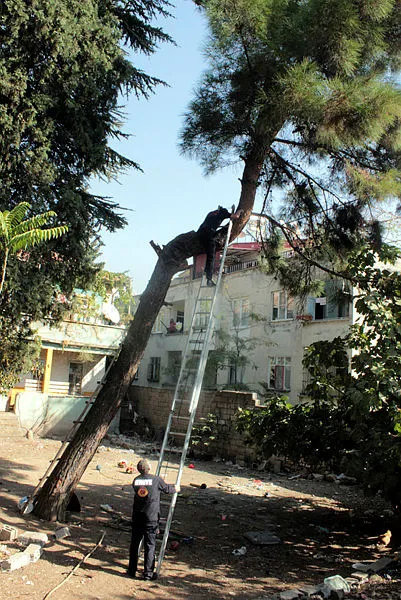 16-gun-boyunca-ac-susuz-agacta-mahsur-kalan-kediyi-itfaiye-kurtardi-1603880136498.jpg 16 gün boyunca aç susuz ağaçta mahsur kalan kediyi itfaiye kurtardı-5