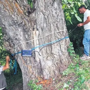 620 yıllık ceviz ağacı