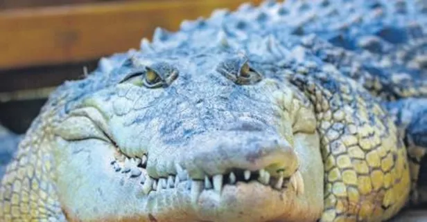 Kaplumbağa Sabi ile timsah Muhteşem Timi yalnızlıktan sıkıldı