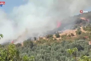 Bursa'da orman yangını