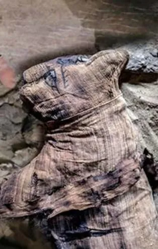 Mısır'da kedi ve böcek mumyası bulundu