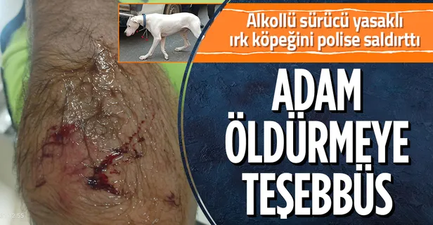 Alkollü sürücü ehliyetini isteyen polis memuruna yasaklı köpek ırkı 'Dogo Argentino' ile saldırttı! Kolunu ısırttırdı