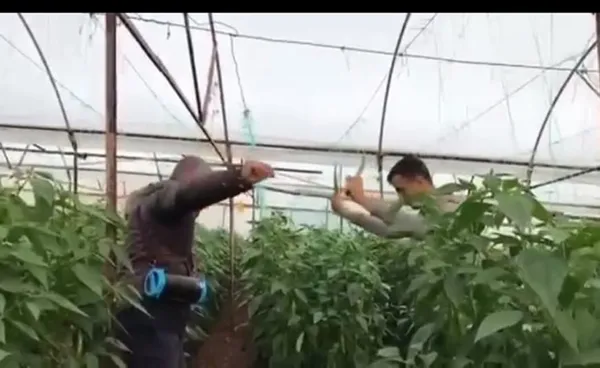 biber-fiyatlari-yukseldi-uretici-ciftetelli-oynadi-1610008551815.jpg Biber fiyatları yükseldi! Üretici çiftetelli oynadı-7