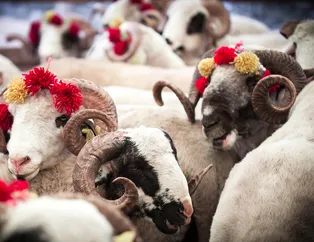 Kurban fiyatları ne kadar? A101, Migros, Carrefoursa kurbanlık fiyatları belli oldu!