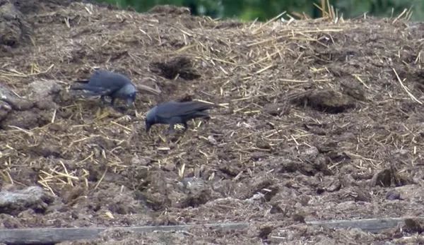 istanbulda-yeni-salgin-bati-nil-virusu-tespit-edildi-1622884856588.jpg İstanbul'da yeni salgın! Batı Nil Virüsü tespit edildi-5