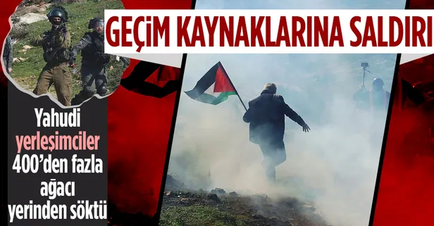 Yahudi yerleşimcilerin Filistin halkına yönelik zulmü sürüyor! Önce ağaçları söktüler ardından saldırdılar