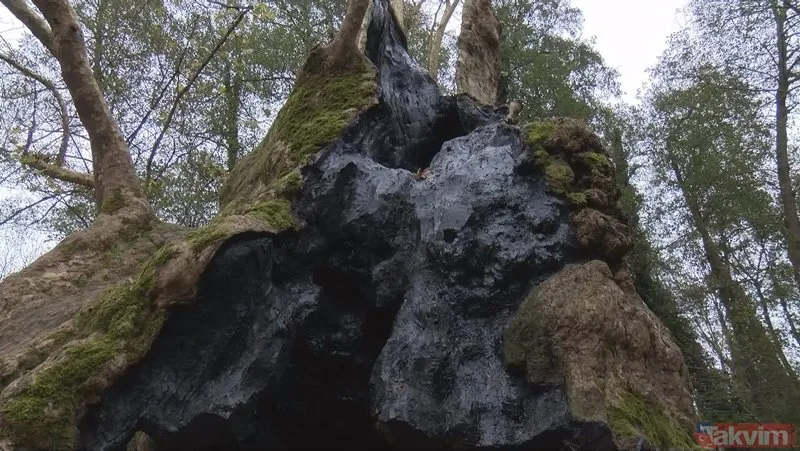 İstanbul’un en yaşlı ağacı! Sarıyer Bahçeköy’deki Doğu Çınarı tam bin 300 yaşında