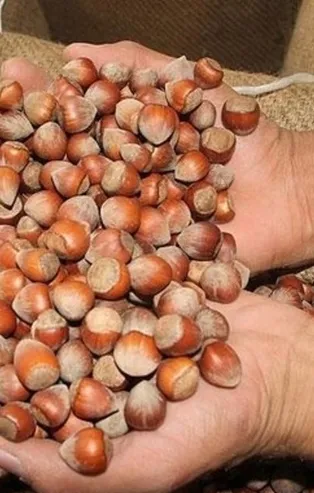 Fındık destekleme ne zaman ödenecek 2022? Fındık destek ödemeleri hesaplara yattı mı? Fındık destek ödemeleri ne kadar?