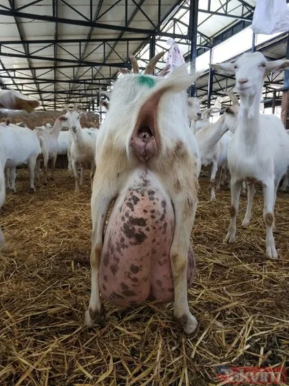 Bursa’da bir keçi bir günde ağırlığının yarısı kadar süt verdi! Tam 17 litre