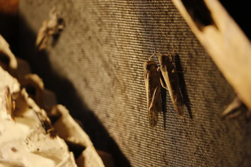 Antalya'da çekirgenin kavurmasını yapıp ailesine yediriyor! - 5