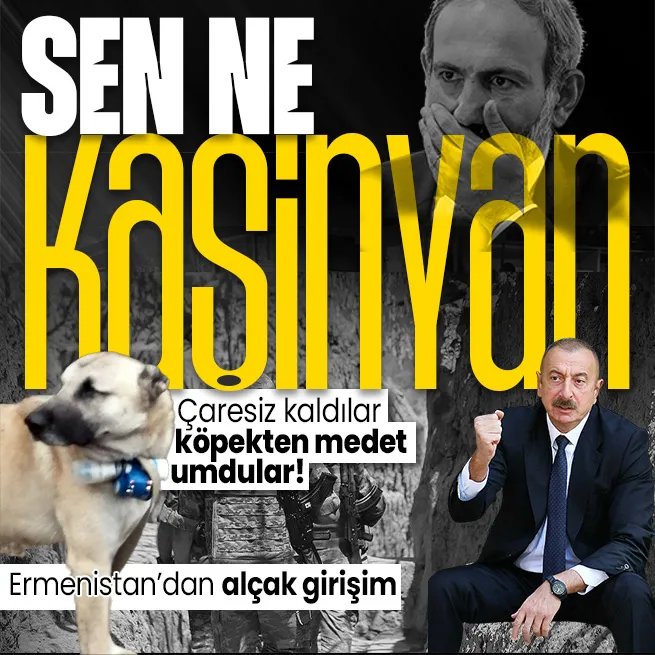 Paşinyan çaresiz kalınca köpekten medet umdu! Boynuna bomba bağlayıp Azerbaycan ordusunun mevzilerine gönderdiler