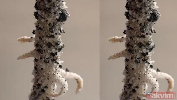 Ay’da tarım başlıyor mu? Bilim insanları Ay toprağında nohut yetiştirdi - 8