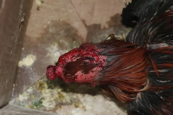 Antalya'da akılalmaz olay-4