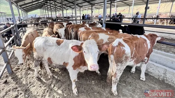 KURBANLIK FİYATLARI DİYANET 2025 | Koç, keçi, koyun, dana küçükbaş ve büyükbaş kurbanlık fiyatları ne kadar, kaç TL? - 11