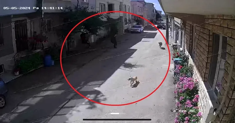 Bursa'da sokak köpeklerinin saldırdığı 3 çocuktan 2'si yaralandı: Olay anı kamerada-2