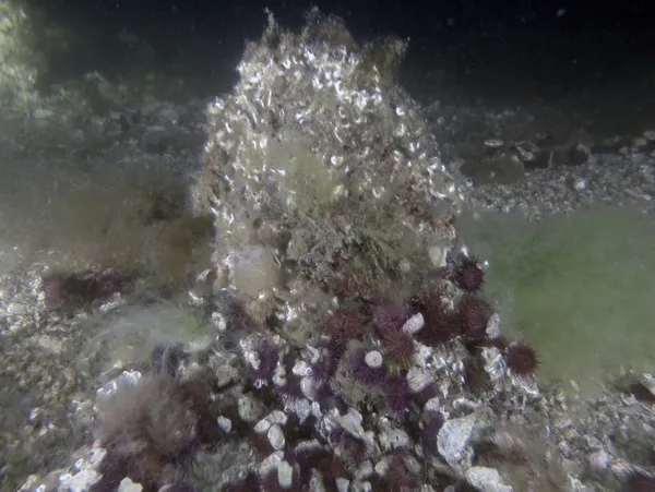 marmara-denizinde-yeni-tehlike-kacak-denizkestanesi-avciligi-deniz-ekosistemine-ciddi-zarar-veriyor-1656314384936.jpg Marmara Denizi'nde yeni tehlike! Kaçak denizkestanesi avcılığı deniz ekosistemine ciddi zarar veriyor-6