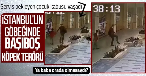 İstanbul Avcılar’da babasıyla servis bekleyen çocuğa sokak köpekleri saldırdı! Korku dolu anlar kamerada