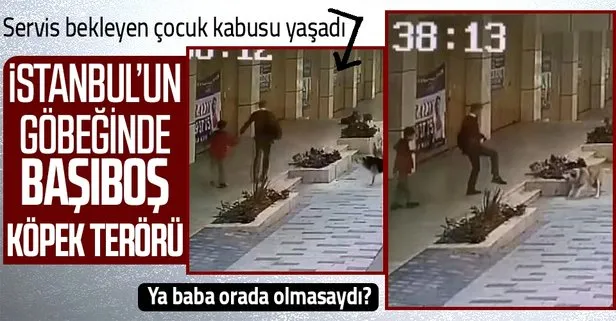 Servis bekleyen çocuğa sokak köpekleri saldırdı