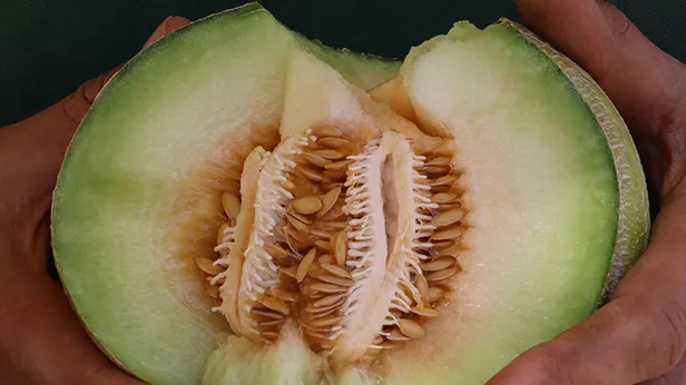 Bu yöntemle tadı ve tazeliği aynı kalıyor! Kavun 1 hafta boyunca asla bozulmayacak!