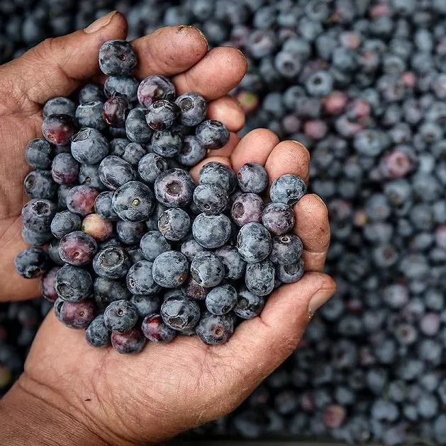 Yaban mersinine bak!