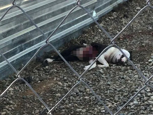 Çanakkale'de skandal olay! Belediyenin aç bıraktığı köpekler birbirlerini yemeye başladı-3