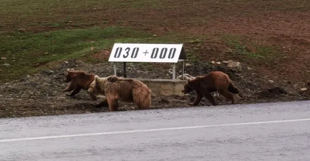 Van Çaldıran’da kış uykusundan uyanan ayılar kara yoluna indi
