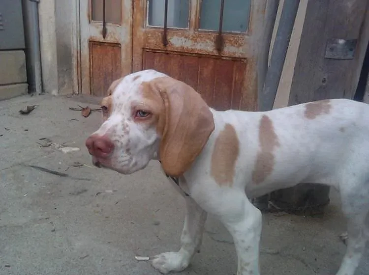 Türkiye�deki köpek ırkları ve özellikleri Galeri Takvim
