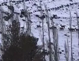 Dağ keçilerini takip eden kurtlar görüntülendi
