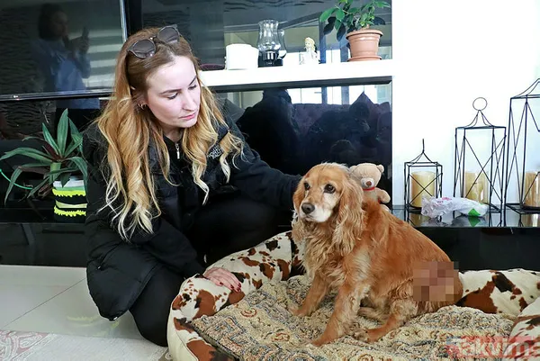 Asiye Ateş'ten sonra bir pitbull dehşeti daha! Dehşet anları anbean kamerada! - 11