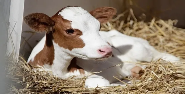 2018/2 Buzağı desteklemesi yattı mı, ödendi mi? Buzağı destek ödemesi ne kadar?-3