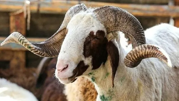 bayram-tatili-kac-gun-2022-kurban-bayrami-tatili-9-gun-olacak-mi-son-dakika-tatil-aciklamasi-1655719113216.jpg Kurban Bayramı tatili 9 gün olacak mı? BAYRAM TATİLİ KAÇ GÜN 2022? Son dakika tatil açıklaması...-4