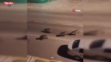 Balçova, Narlıdere, Bornova… Yaban domuzları şehir merkezine indi