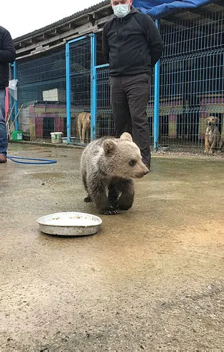 Sakarya'da yavru ayı, evin bodrumuna girdi
