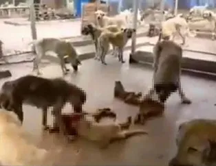 Kan donduran iddia: Köpekler birbirlerini yedi!