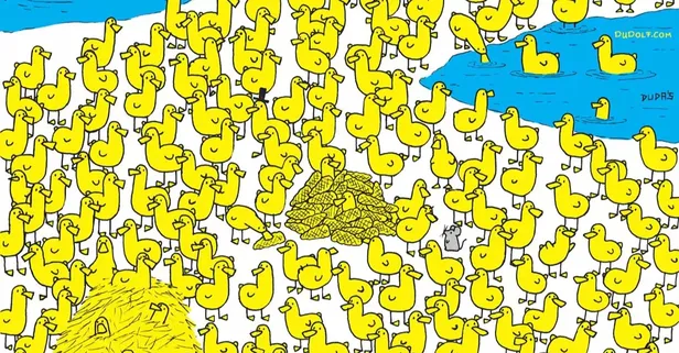 Ördeklerin arasındaki civcivi IQ'su yüksek ve sniper gibi gözlere sahip olanlar buluyor