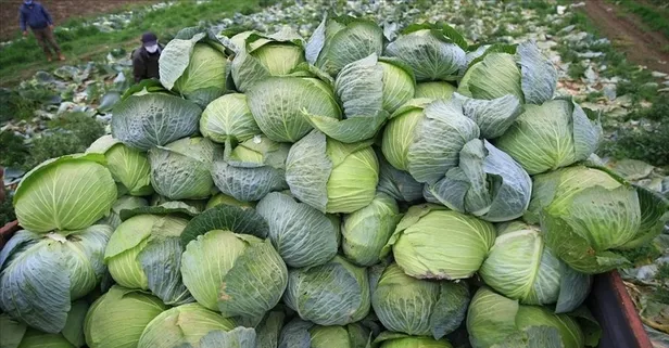 Ses kısıklığına lahana! İşte faydaları...