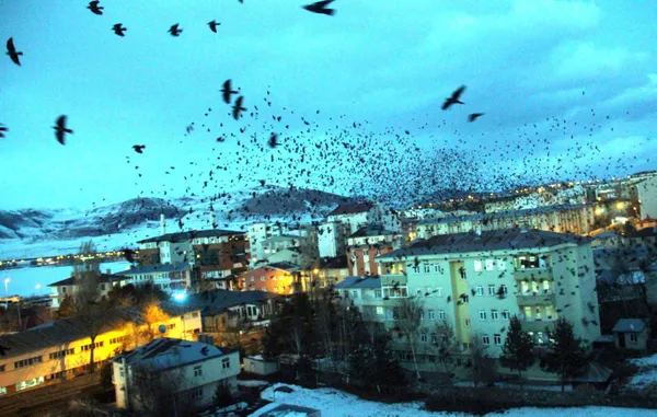 sehri-istila-ettiler-ardahanda-kargalar-korku-filmlerini-aratmiyor-1612940888222.jpg Şehri istila ettiler! Ardahan'da kargalar korku filmlerini aratmıyor-8