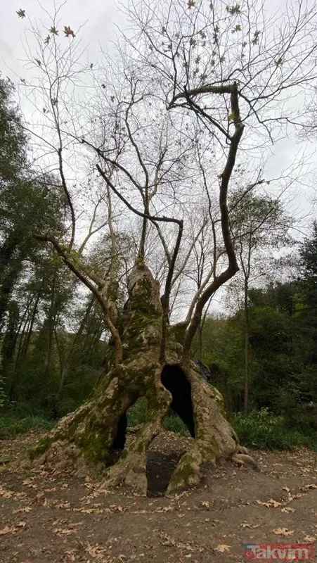 İstanbul’un en yaşlı ağacı! Sarıyer Bahçeköy’deki Doğu Çınarı tam bin 300 yaşında
