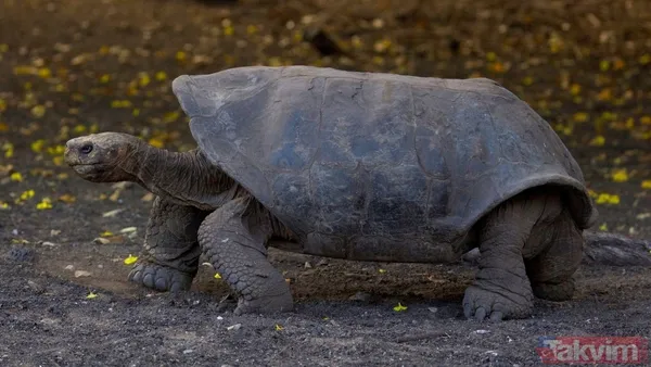 Nesli tükeniyor! Bilim alarmda: Gergedan, kurbağa ve daha fazlasını bir daha göremeyebiliriz - 6