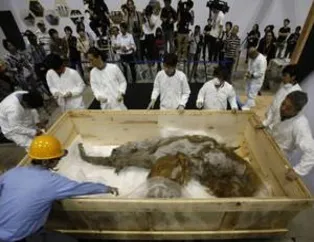 39 bin yıllık mamut sergide