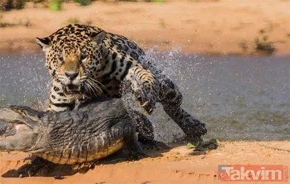 Timsah ve jaguarın inanılmaz karşılaşması nefesleri kesti! İşte acımasız savaş