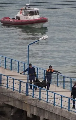 Rus uçağıyla ilgili yeni iddia
