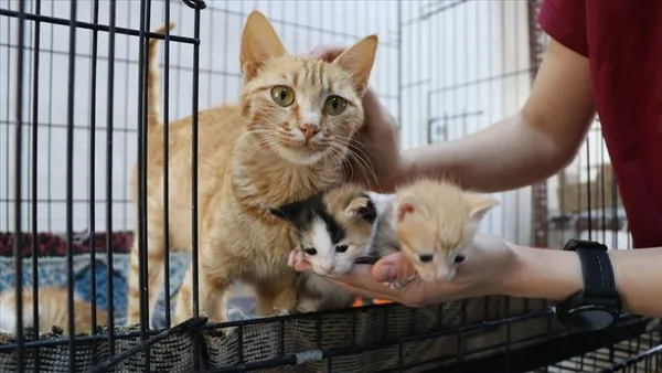 21-aralik-oncesinde-mugla-marmariste-sokak-kedilerinin-ortadan-kaybolmasi-satanizm-iddialarini-gundeme-getirdi-1608366472015.jpg 21 Aralık öncesinde Muğla Marmaris'te sokak kedilerinin ortadan kaybolması satanizm iddialarını gündeme getirdi-15