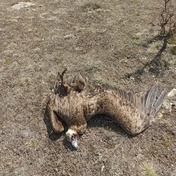 nesli-tukenme-tehlikesi-altinda-olan-kara-akbabalardan-7-tanesi-olu-bulundu-nedeni-zehirli-et-1617628001111.jpg Nesli tükenme tehlikesi altında olan kara akbabalardan 7 tanesi ölü bulundu! Nedeni zehirli et-4