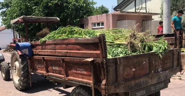 260 kök kenevirle yakalandı! Savunması şaşırttı