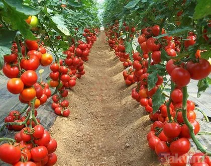 Domatesin bu faydasına çok şaşıracaksınız! İşte softaların vazgeçilmezi domatesin besin değeri ve yan etkileri...